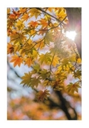 Bild von Carte de voeux "Automne"
