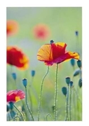 Bild von Carte de voeux "Coquelicot"