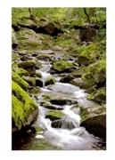 Bild von Carte de voeux "Rivière"