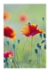 Bild von Glückwunschkarte "Mohnblume"