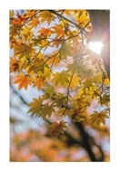 Bild von Glückwunschkarte "Herbst"